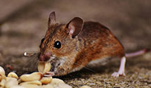 24 Hour & Emergency Exterminators in Red Oak, NC